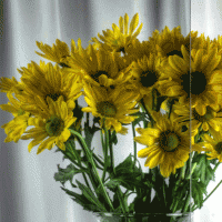 Clear | Product Code: PMR-clear